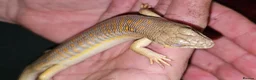 Lizard reptiles for sale: 2 Schneider/berber skinks - Advert 4