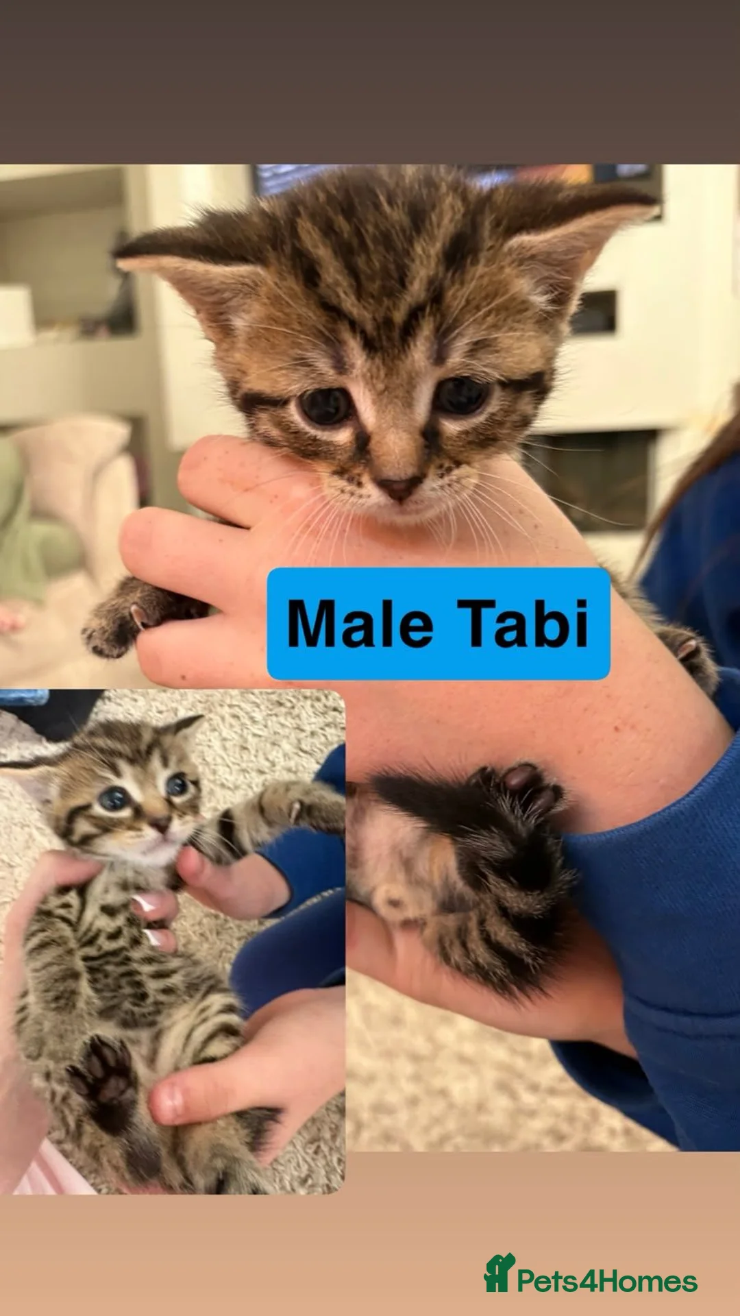Mixed Breed cats for sale: British blue x Bengal kittens - Advert 1