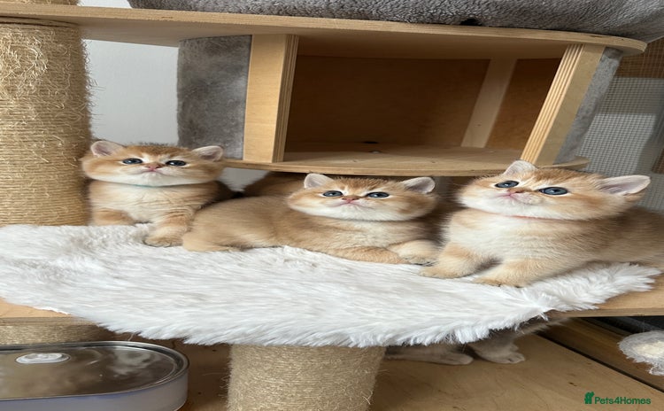 British Shorthair cats - Advert 3