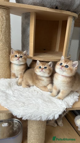 British Shorthair cats - Advert 3