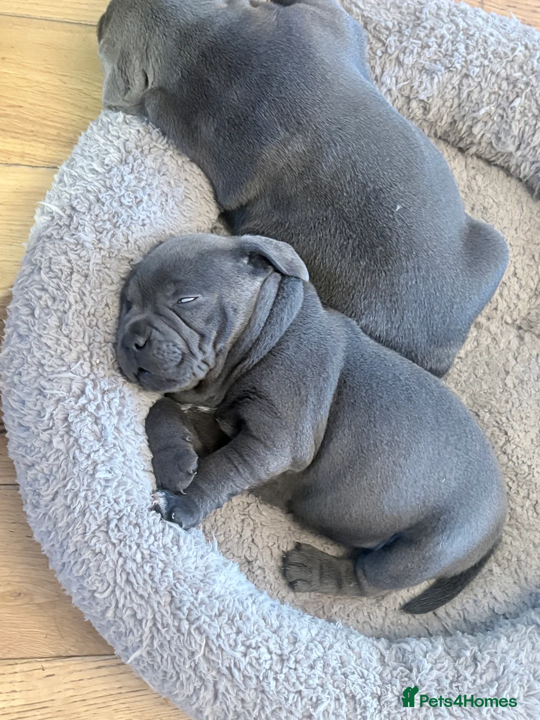 Staffordshire Bull Terrier dogs for sale: Staffordshire Bull Terrier puppies  in Burntwood - Advert 9
