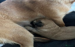 Jack Chi dogs for sale: Jack chi  - Advert 2