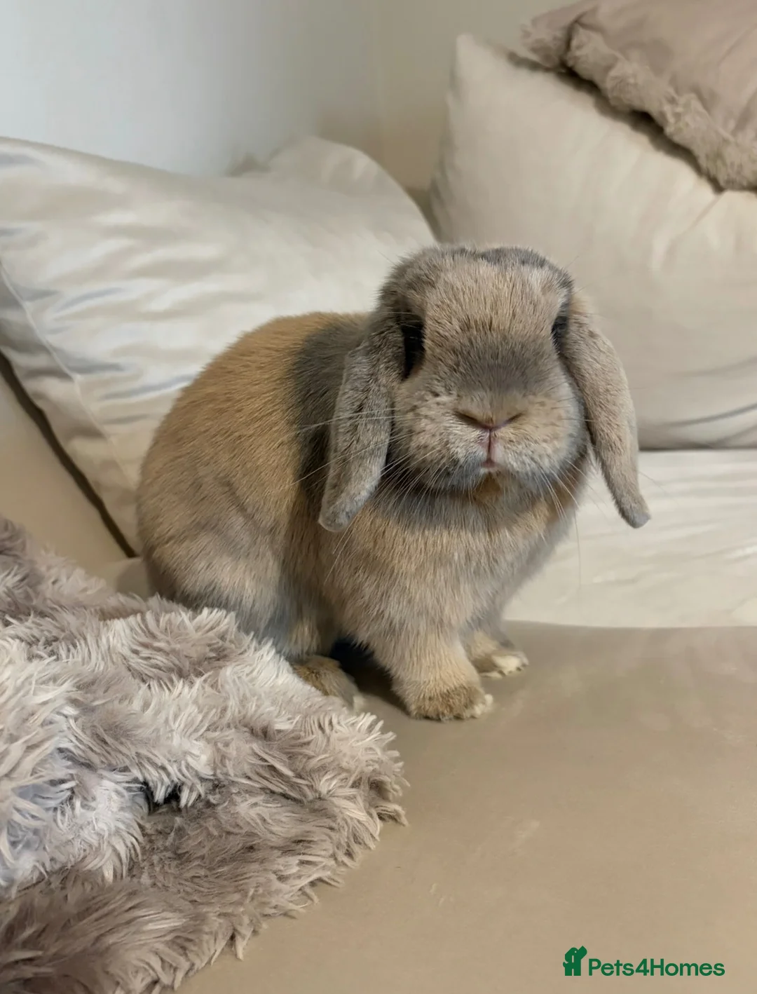 Mini Lop rabbits for sale: The most gorgeous Mini Lop boy, inside and out 🤍 in Swindon - Advert 2