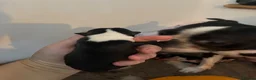 Boston Terrier dogs for sale: 5 Outstanding Wildax & Skin Deep  - Advert 17