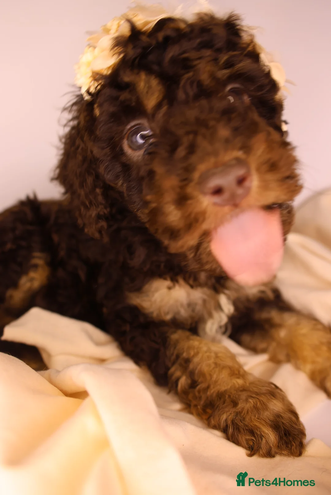 Cockapoo dogs for sale: Cute Miniature Cockapoo Babies - Advert 26