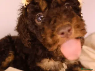 Cockapoo dogs Cute Miniature Cockapoo Babies READY NOW REDUCED - Advert 11