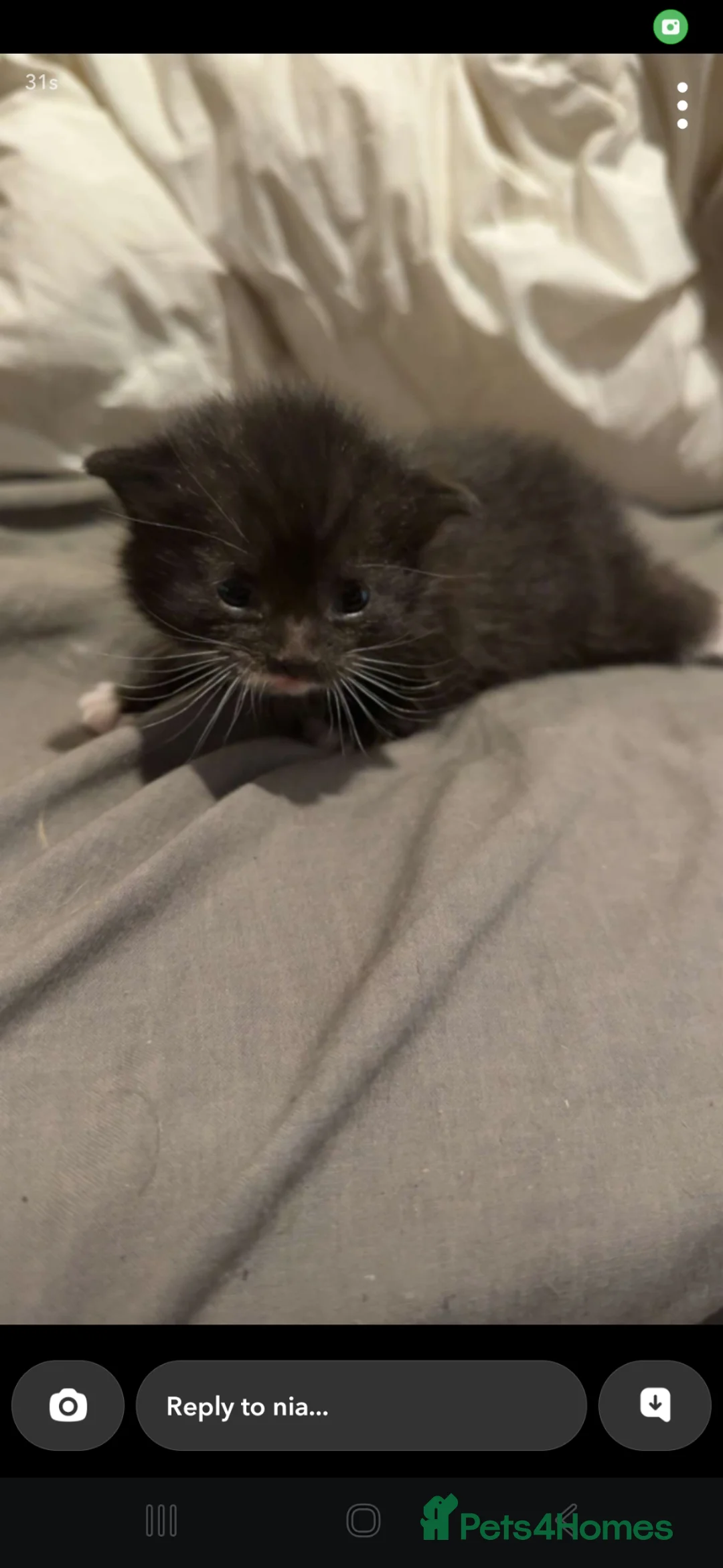 Mixed Breed cats for sale: Lovely fluffly black and white kittens  - Advert 2