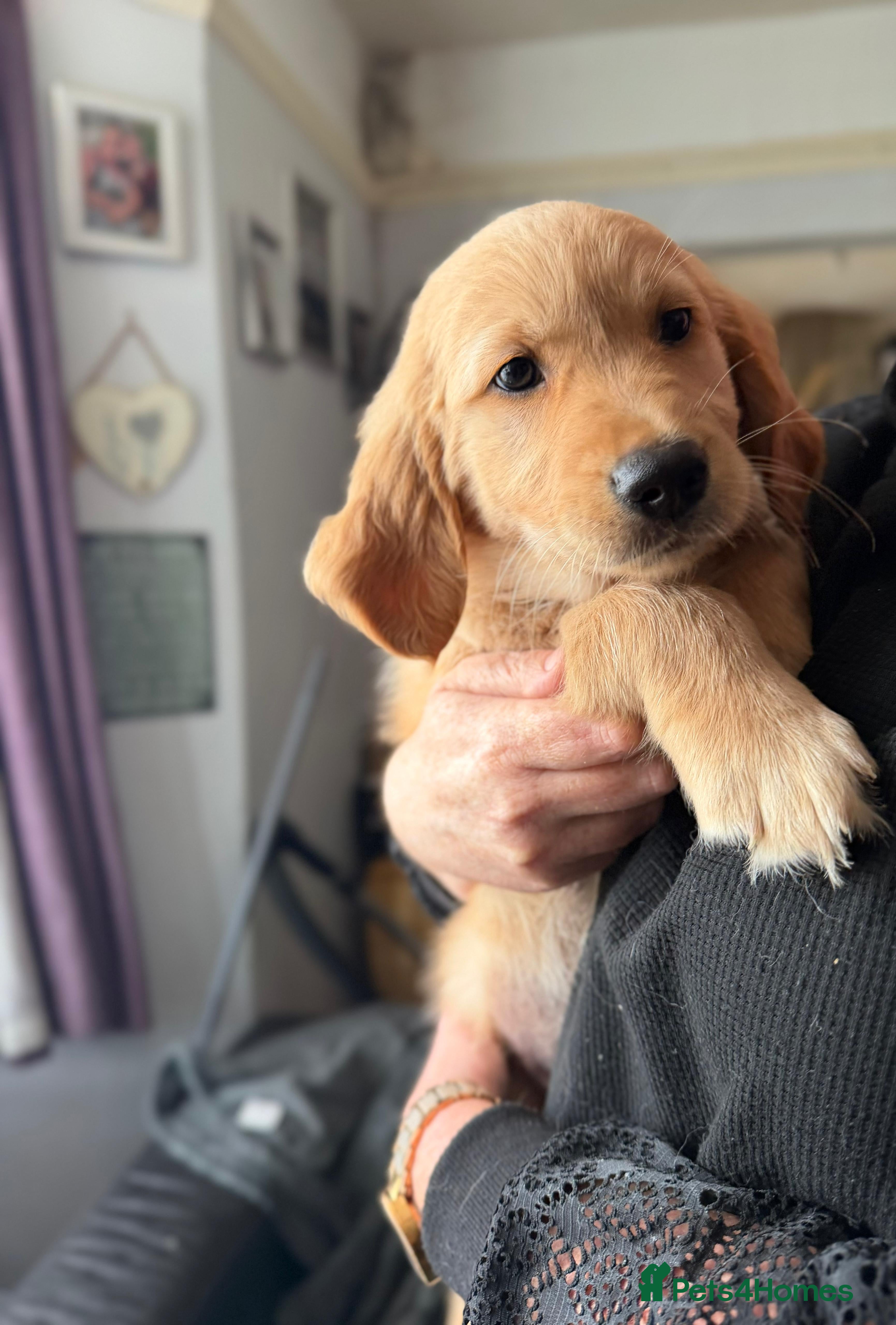 Golden Retriever dogs Golden retriever puppies, ready now.  - Advert 11