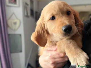 Golden Retriever dogs Golden retriever puppies, ready now. - Advert 11