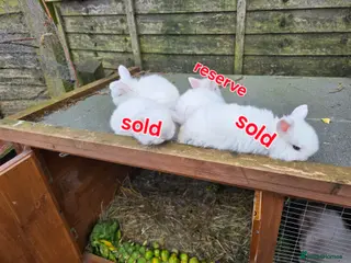 Mini Lop rabbits baby rabbit - Advert 10