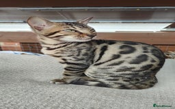 Bengal cats for sale: 1no. Female & 1no. Male Bengal Kittens available - Image 7