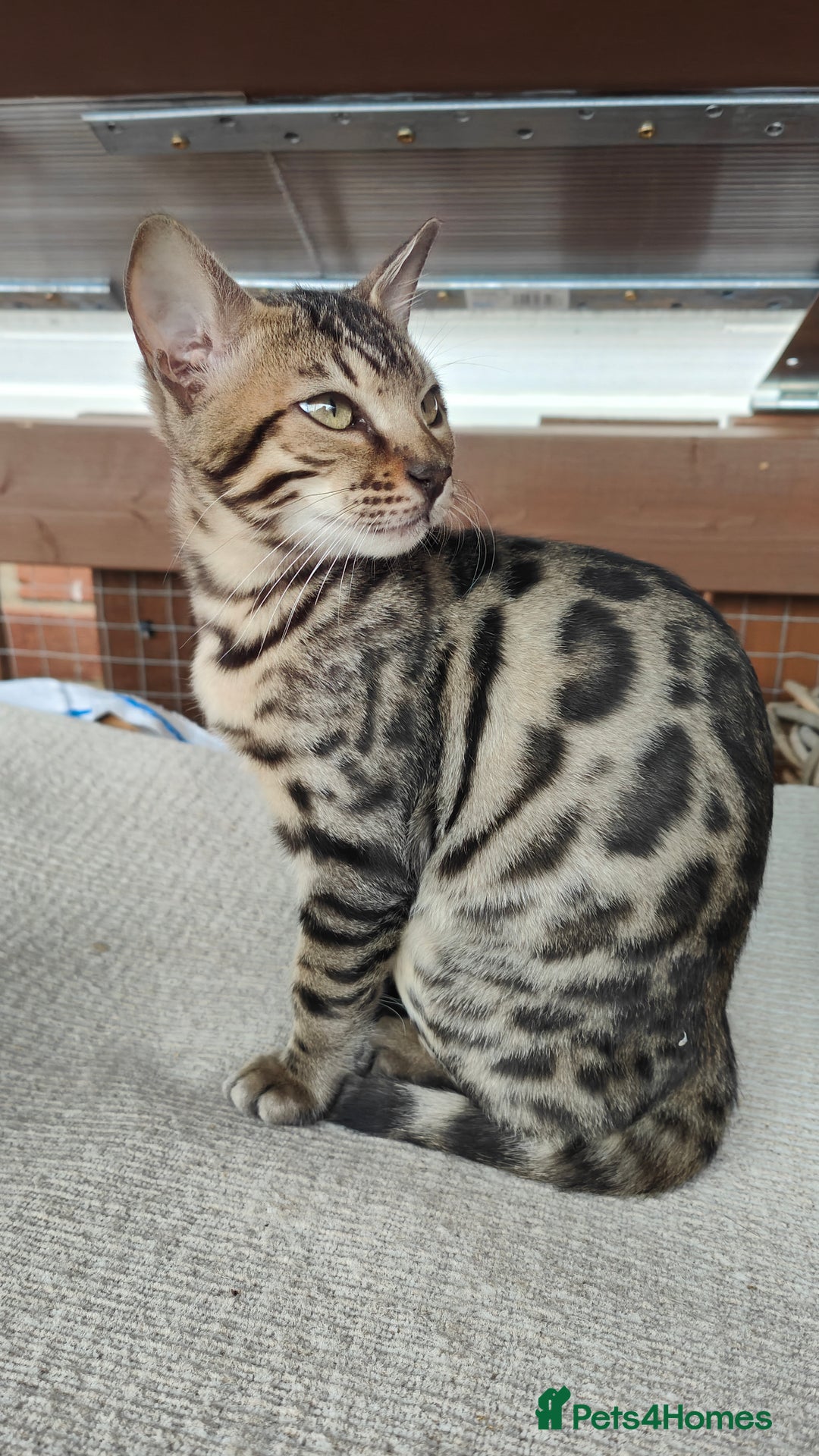 Bengal cats for sale: 1no. Female & 1no. Male Bengal Kittens available - Image 7