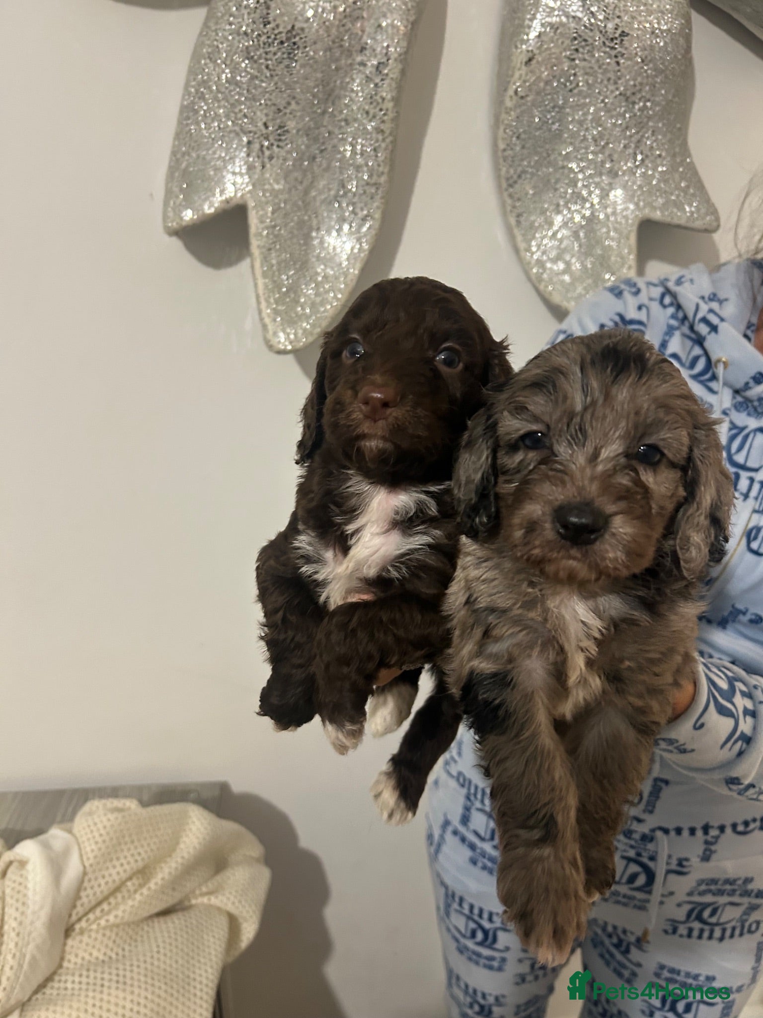 Cockapoo dogs F1 miniature cockerpoos  - Advert 4