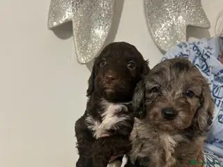 Cockapoo dogs F1 miniature cockerpoos - Advert 4