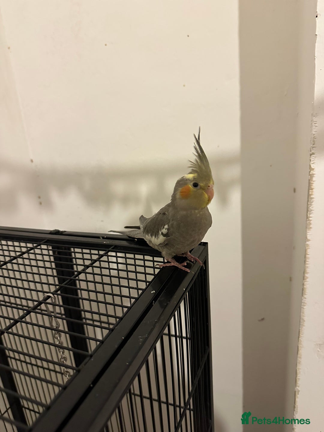 Cockatiels birds for sale: Beautiful Cinamon cockatiel baby - Advert 1