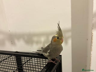 Cockatiels birds Beautiful Cinamon cockatiel baby - Advert 1