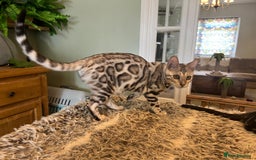 Bengal cats for sale: Beautiful Bengal Kittens Ready for Forever Homes - Image 33
