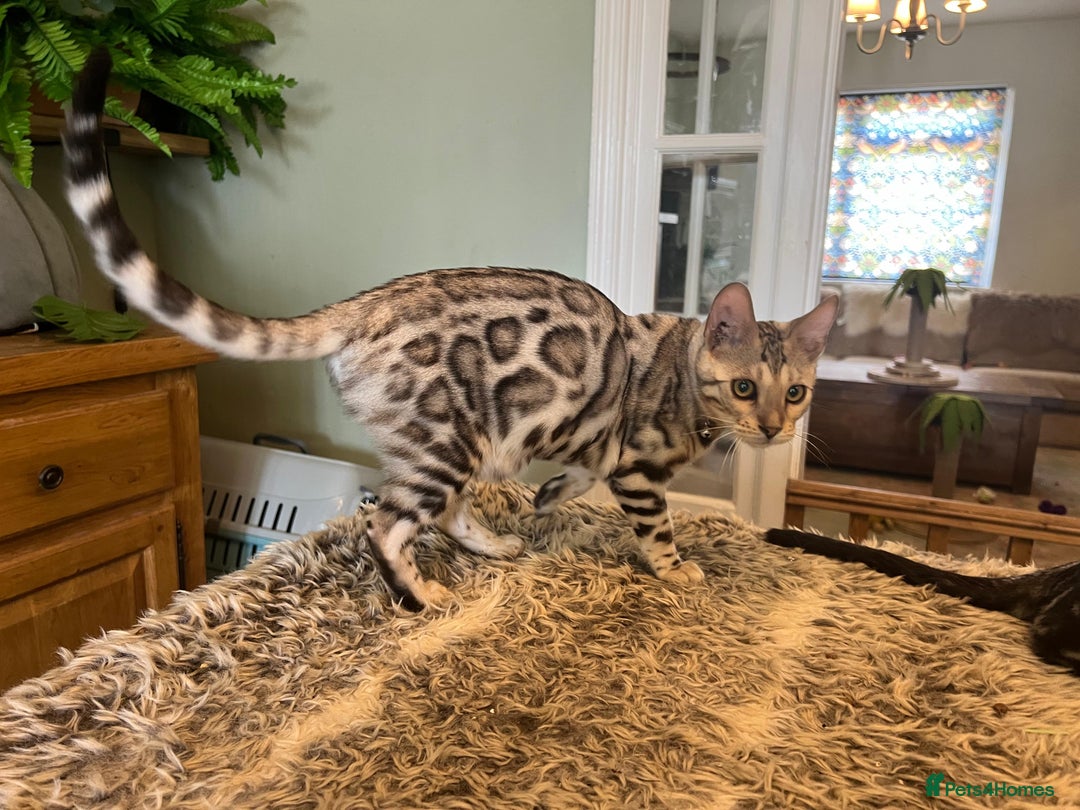 Bengal cats for sale: Beautiful Bengal Kittens Ready for Forever Homes - Image 33