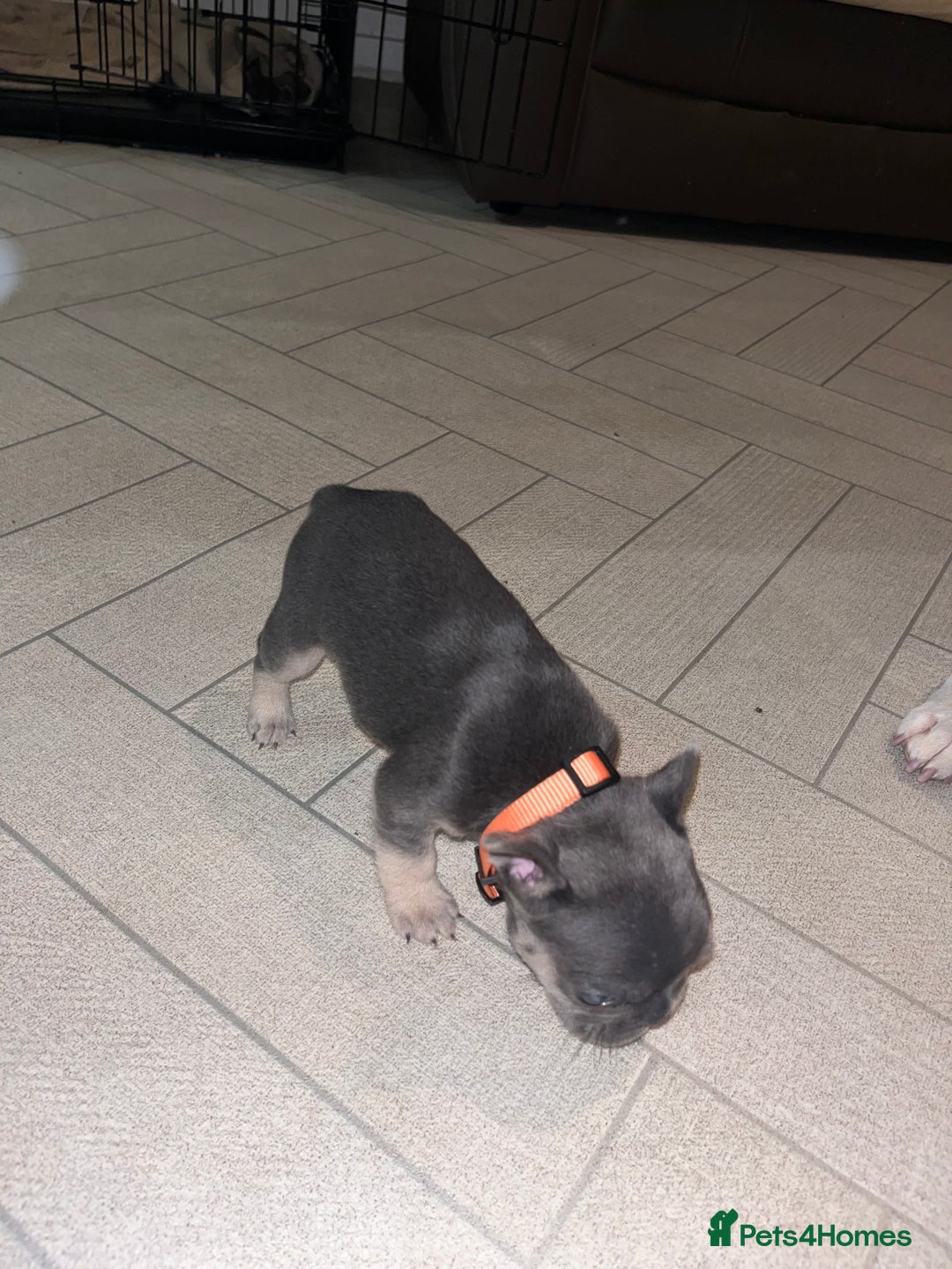 French Bulldog dogs for sale: Cutest frenchies pups  - Advert 38