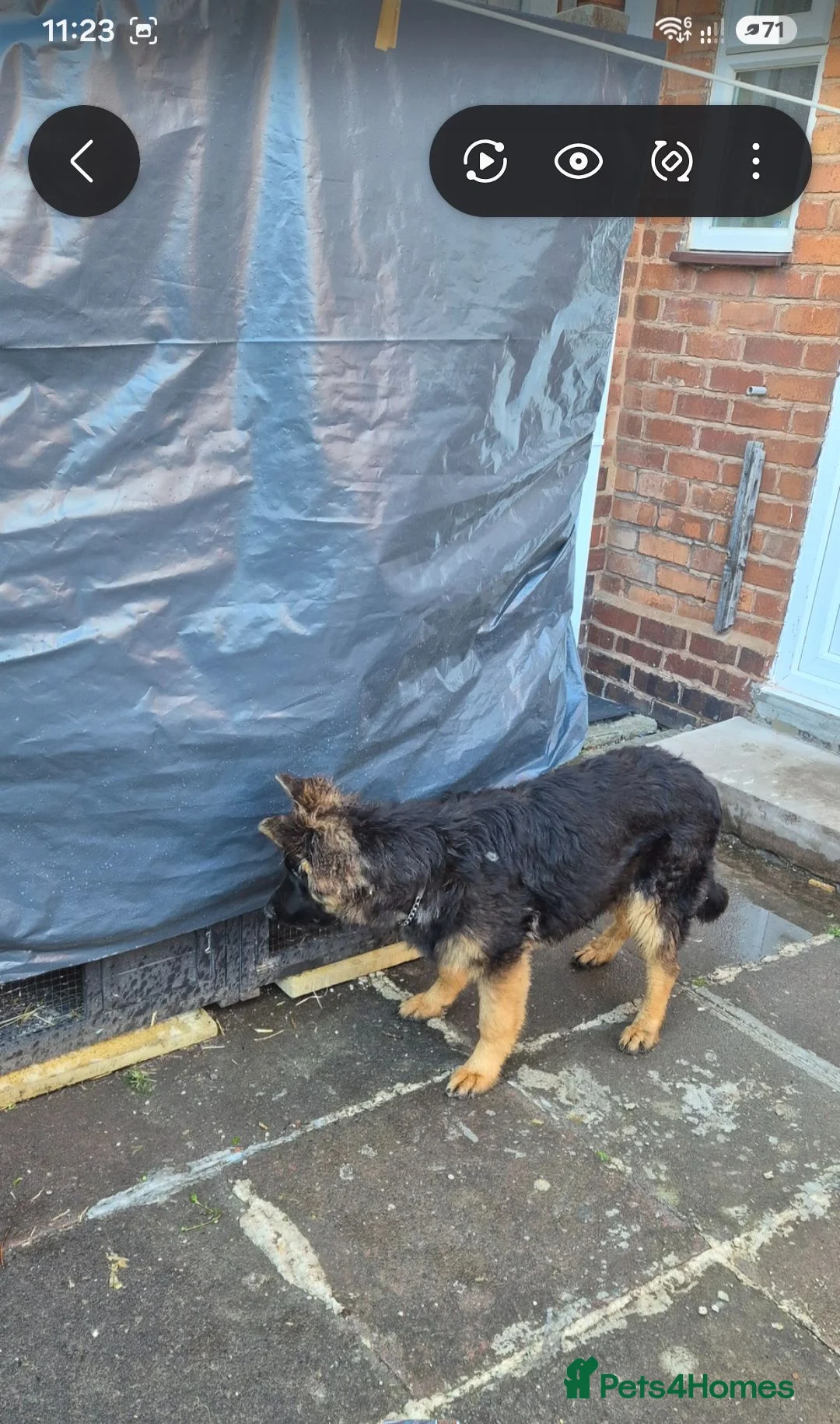 German Shepherd dogs for sale: German Shepherd 7 months old Max  - Advert 2
