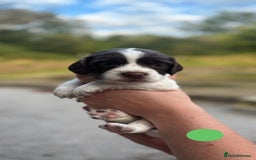 English Springer Spaniel dogs for sale: 🐾 Pedigree English Springer Spaniel Puppies 🐾 - Image 13