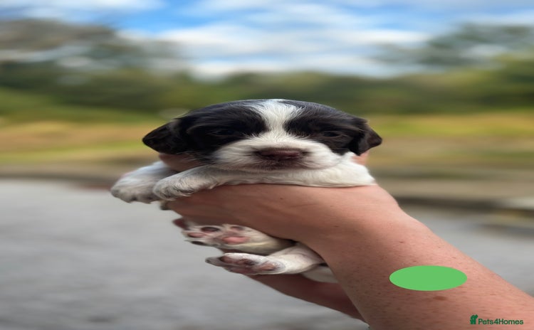 English Springer Spaniel dogs - Advert 9