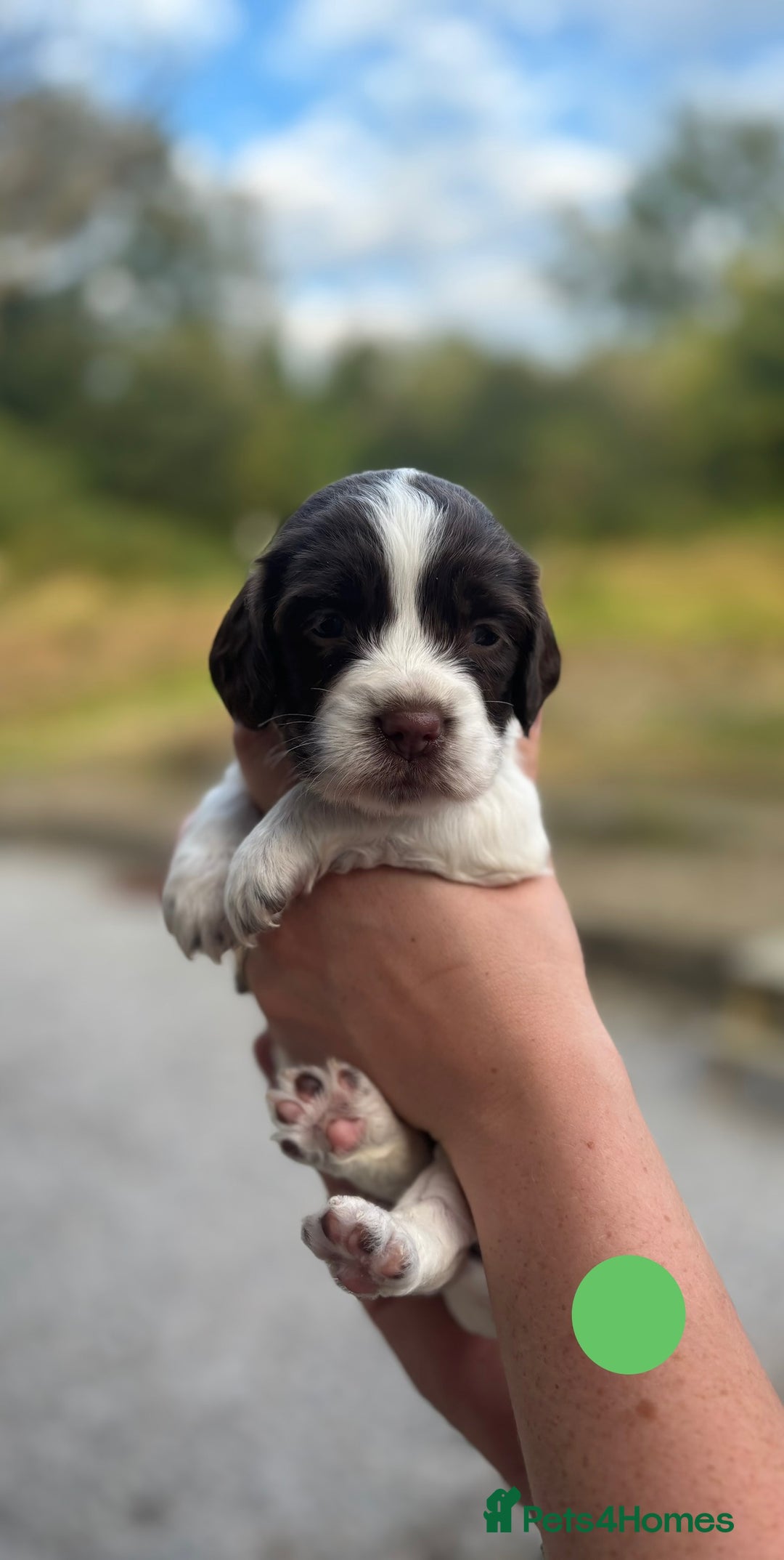 English Springer Spaniel dogs for sale: 🐾 Pedigree English Springer Spaniel Puppies 🐾 - Image 13