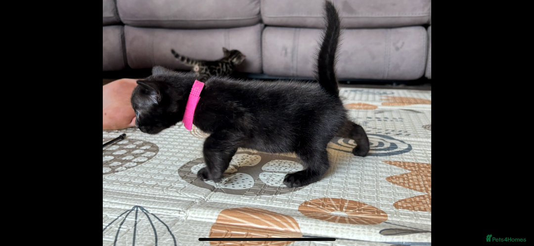 Bengal cats for sale: 4 Rare Tica Registered Bengal Kittens - Image 15