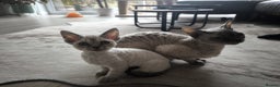 Devon Rex cats for sale: Devon Rex💕Blue Point Lynx Girl🩷Blue Point Boy💙 - Advert 6