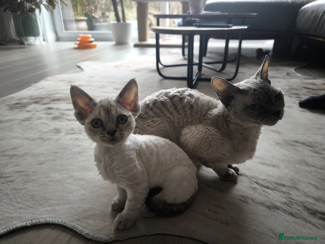 Devon Rex cats for sale: Devon Rex💕Blue Point Lynx Girl🩷 - Advert 11