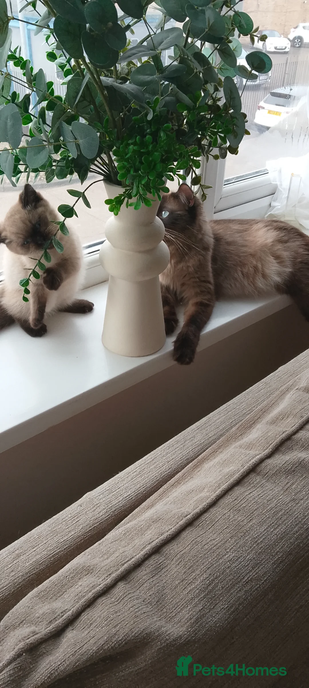 Ragdoll cats for sale: Stunning Ragdoll kittens - Advert 2
