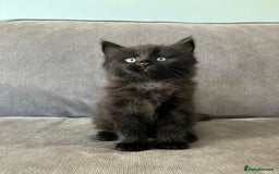 Maine Coon cats for sale: 1/2 Maine Coon kittens - Cardiff - Image 13