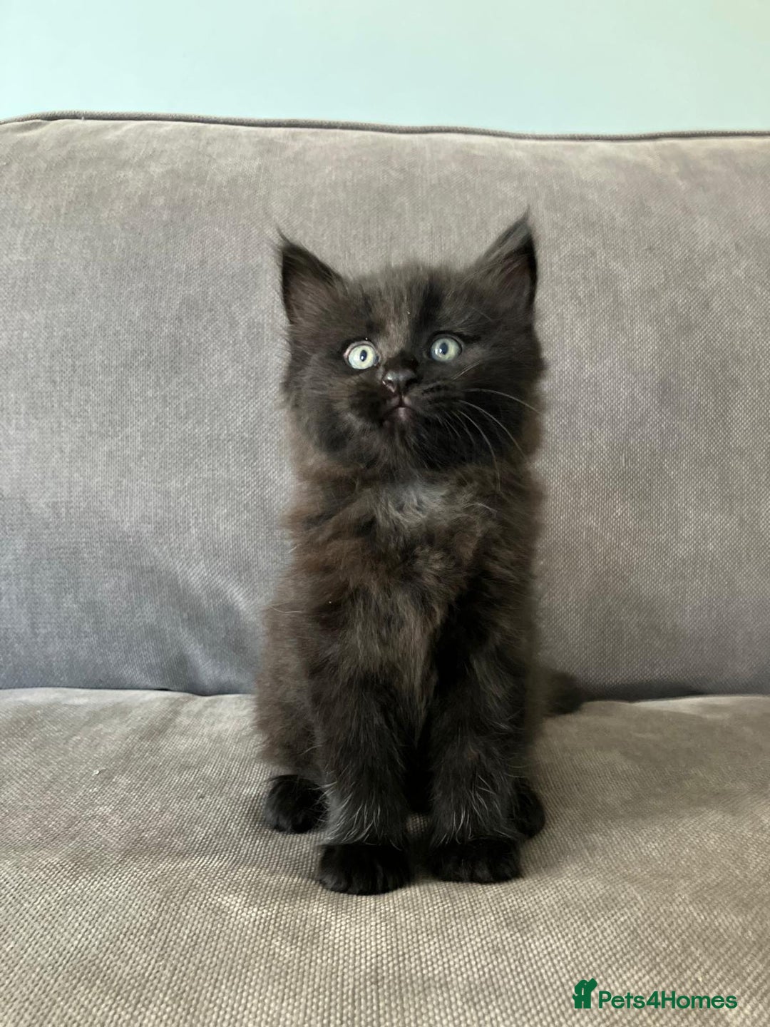 Maine Coon cats for sale: 1/2 Maine Coon kittens - Cardiff - Image 13