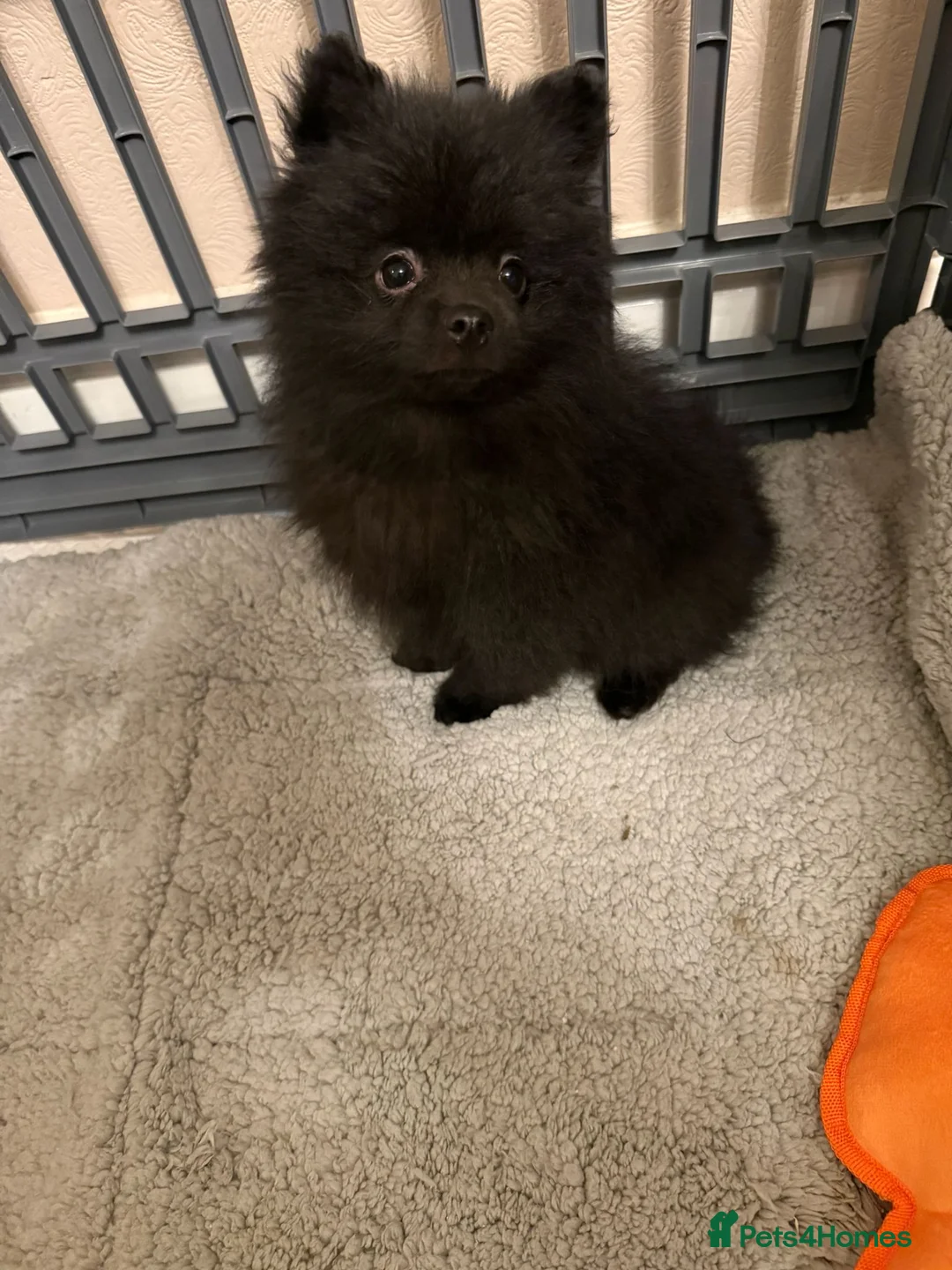 Pomchi dogs for sale: Beautiful pomeranian puppies  - Advert 6