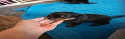 Rottweiler dogs for sale: Pure Pedigree Rottweiler Puppies - Advert 11