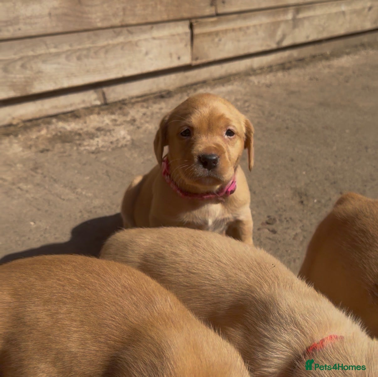 Labrador Retriever dogs Beautiful FoxRed Labs, 1 blue eyes! Working Lines - Advert 6