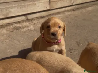 Labrador Retriever dogs Beautiful FoxRed Labs, 1 blue eyes! Working Lines - Advert 6
