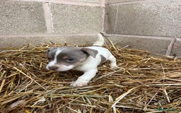 Jack Russell dogs for sale: Lilac & Tan Miniature Jack Russel  - Image 14