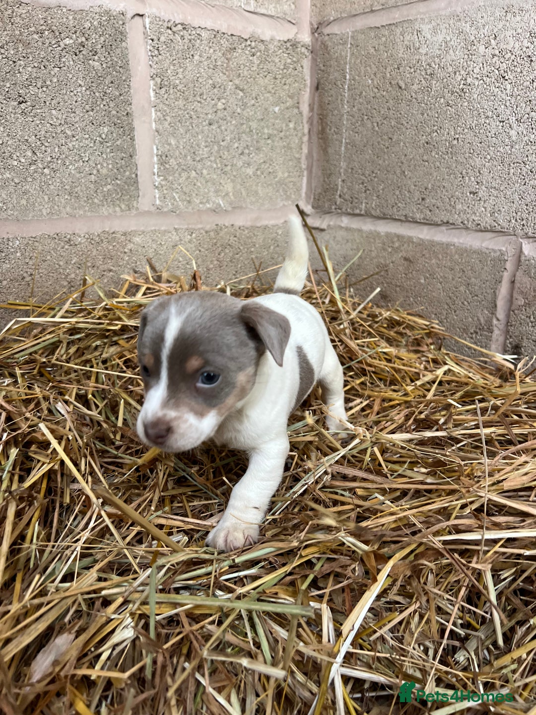 Jack Russell dogs for sale: Lilac & Tan Miniature Jack Russel  - Image 14