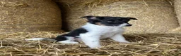 Border Collie dogs for sale: 8 Border collies puppies ready for a new home! - Advert 9