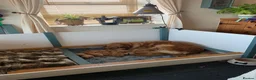 Golden Retriever dogs for sale: Golden Retriever puppies  in Saltburn-by-the-Sea - Advert 3