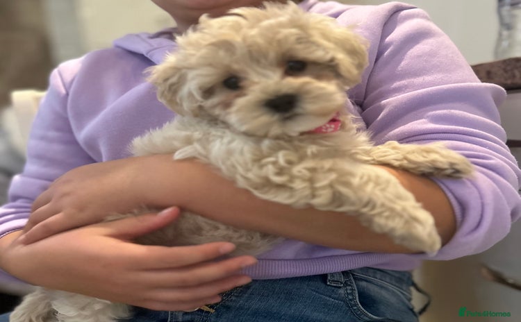 Maltipoo dogs - Advert 1