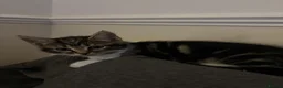 Mixed Breed cats for sale: Gorgeous kittens for sale  - Advert 3