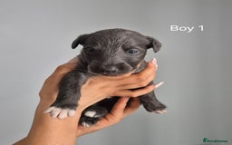 Bedlington Terrier dogs for sale: Beddlington Terrier x Whippet  - Image 4