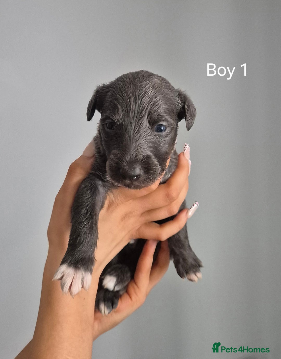Bedlington Terrier dogs for sale: Beddlington Terrier x Whippet  - Image 4