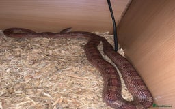 Corn Snake reptiles for sale: Cornsnake  - Image 1