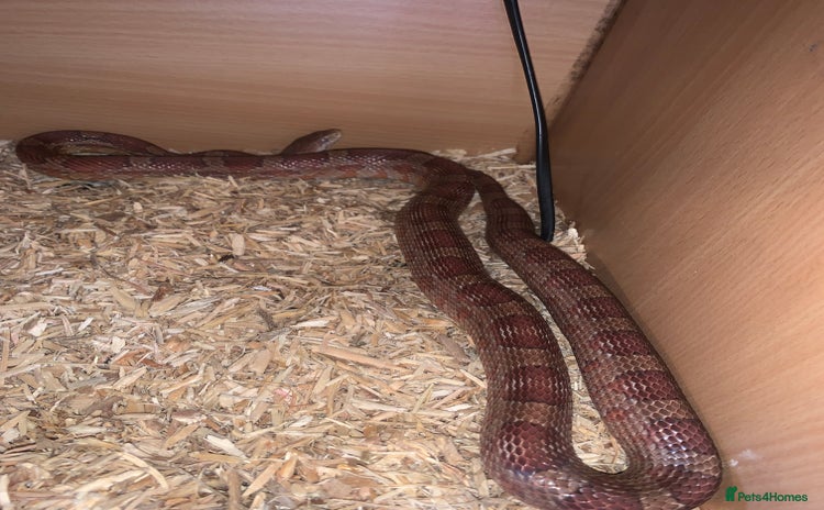 Corn Snake reptiles - Advert 1