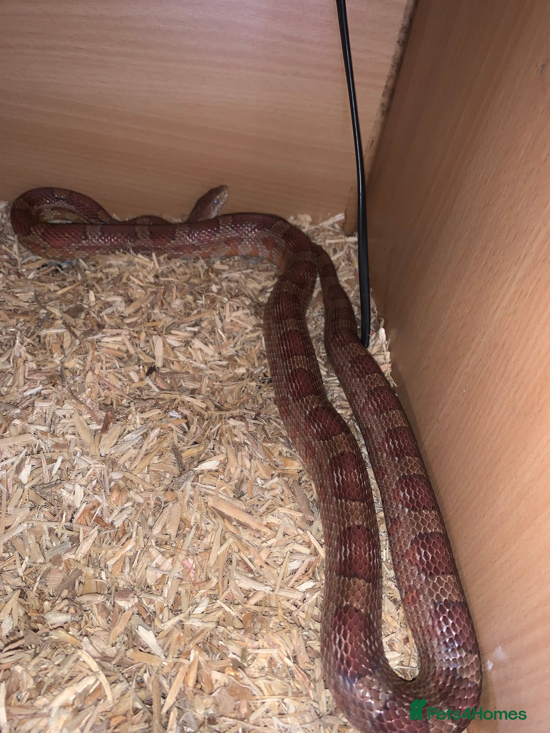 Corn Snake reptiles for sale: Cornsnake  - Image 1