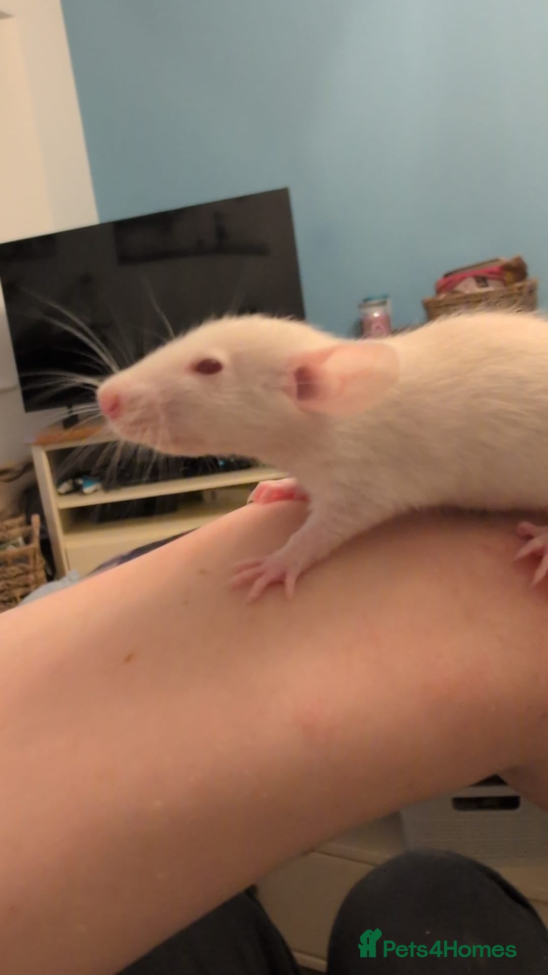 Rat rodents 12 super tame lovely baby rats with various colour - Advert 2