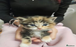 Domestic Shorthair cats for sale: Kittens for sale - Image 1